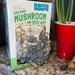 Back to the Roots Organic Mushroom Mini Grow Kit