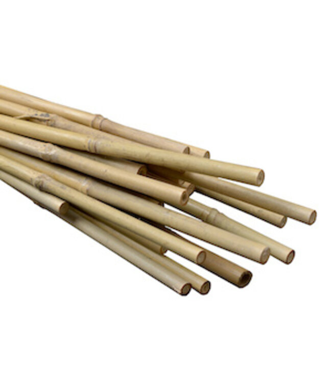 DL Wholesale Bamboo Individual 6' Individual