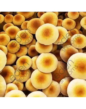 Eden Shrooms Golden Teacher