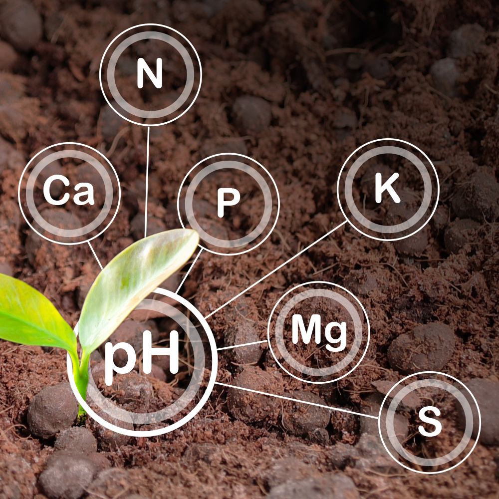 Plant Propagation, Nutrition & Health