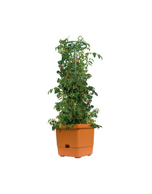 Tomato Tree w/3' Tower