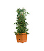 Tomato Tree w/3' Tower