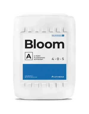 Athena Athena Bloom A