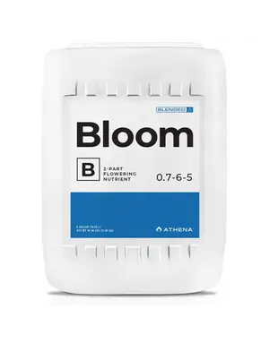Athena Athena Bloom B