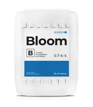 Athena Athena Bloom B