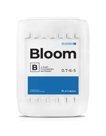Athena Athena Bloom B