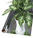 SunFilm SunFilm 100' x 48"