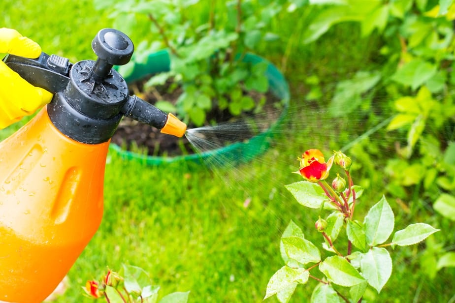 Pest & Disease Control