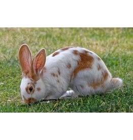 Meunerie Soucy M-23820-Moulée Croissance Lapin 16% Pb - Cubée