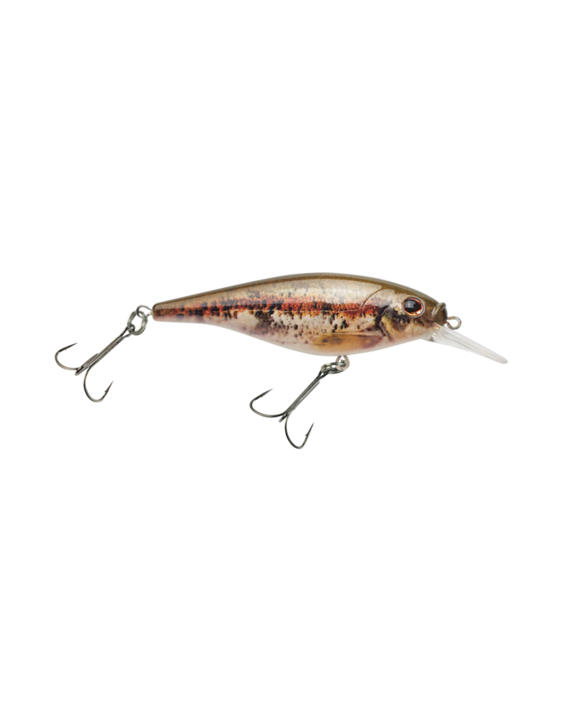 Berkley Flicker Shad 5 Shallow HD Blacknose Dace 2-4'