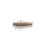 Malades de Pêche Hellgramite MDP / Pqt 12