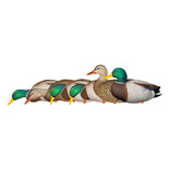 GSM Outdoors AXP Full Body Mallards: Fusion Pack
