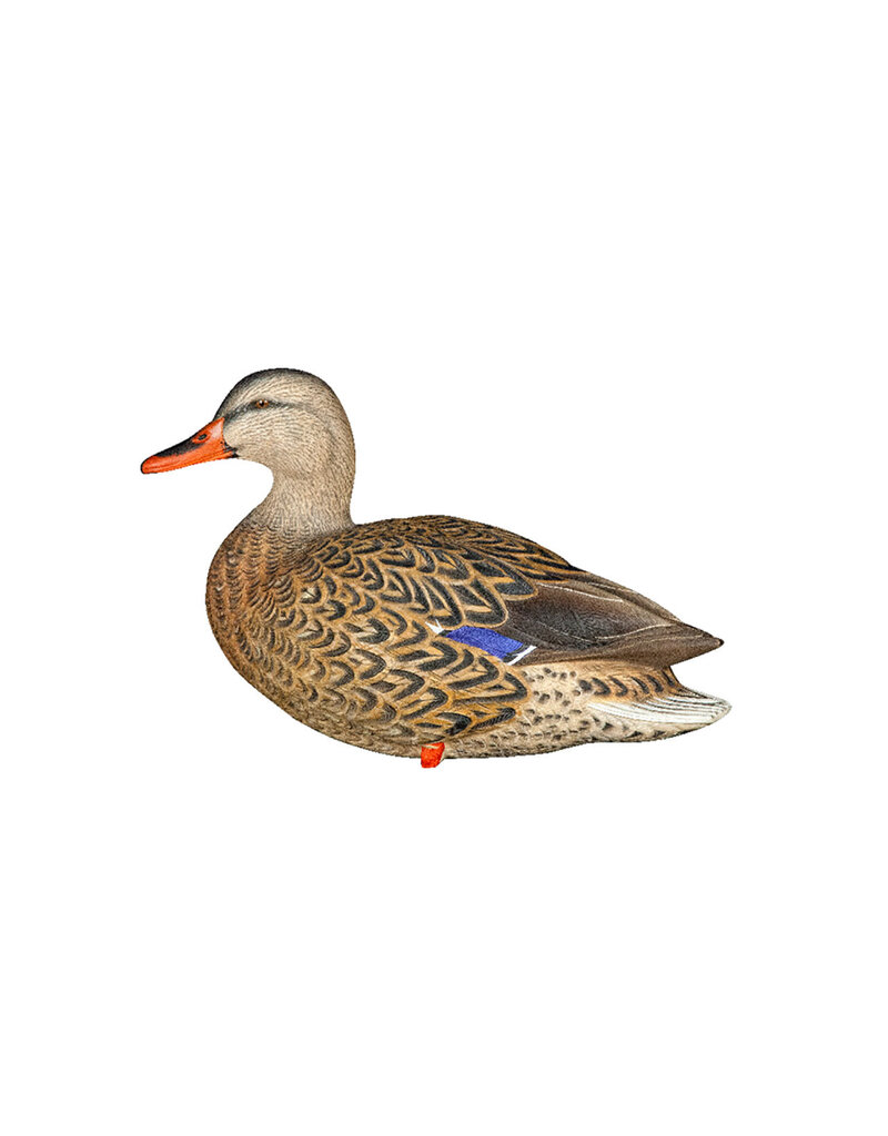 GSM Outdoors AXP Full Body Mallards: Fusion Pack