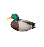 GSM Outdoors AXP Full Body Mallards: Fusion Pack