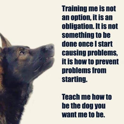 Dog training in Porter Oklahoma 74454