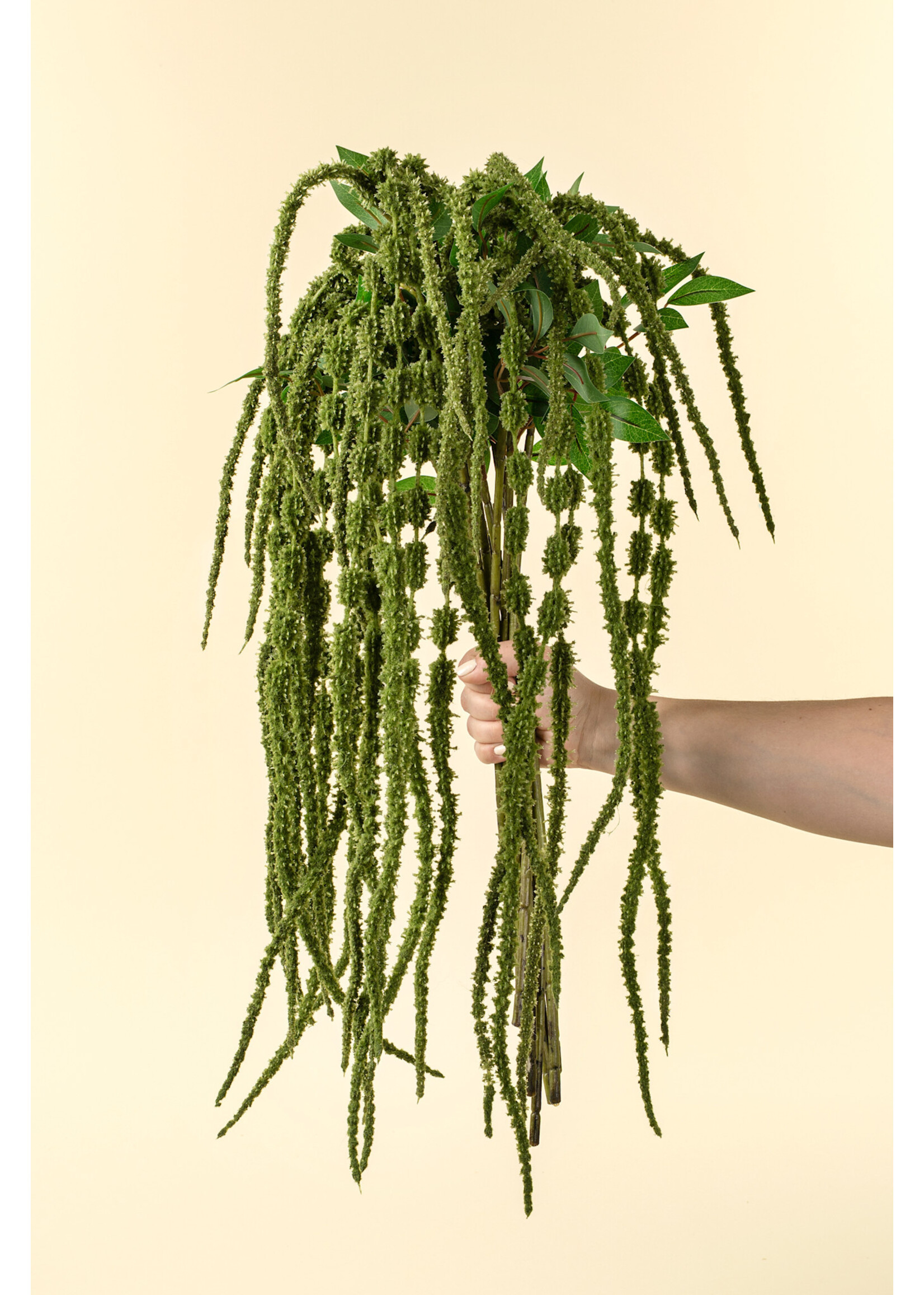 Indaba Green Amaranthe Stem