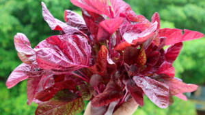 The Nitric Oxide Component  to PomCherry Nitro