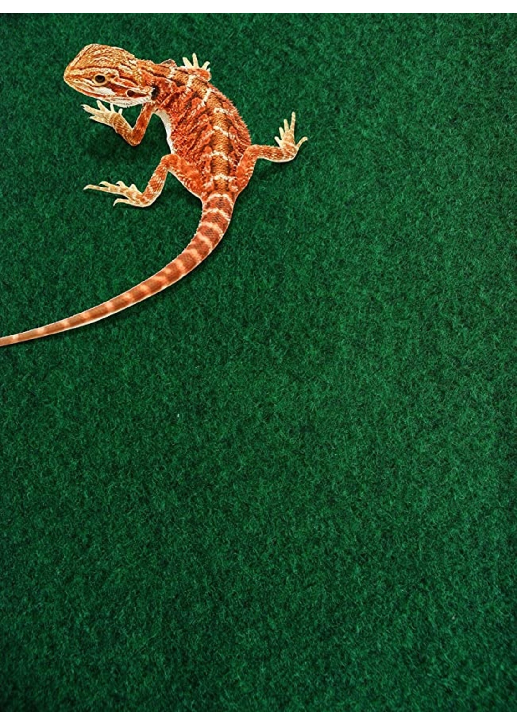 Komodo Komodo Reptile Carpet