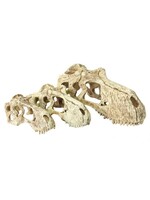 Komodo Komodo T-Rex Skull