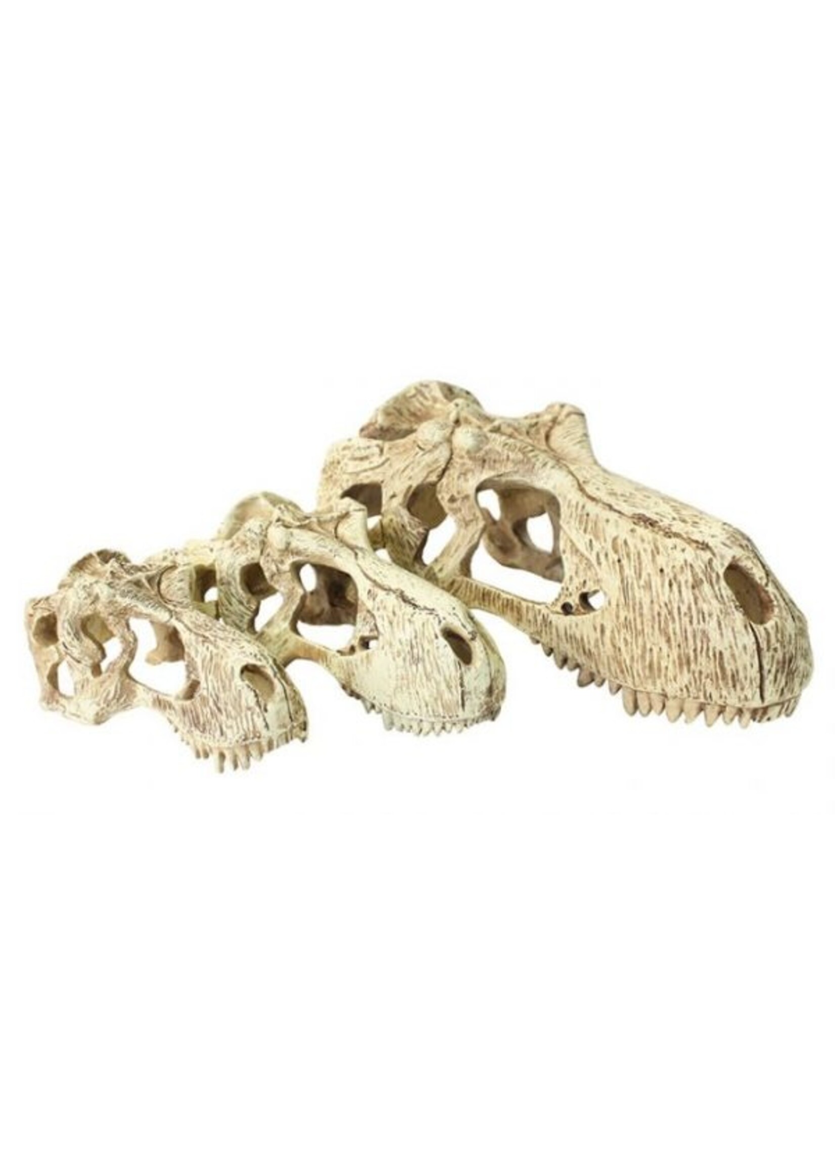 Komodo Komodo T-Rex Skull