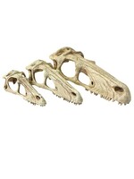 Komodo Komodo Raptor Skull (MORE SIZES)