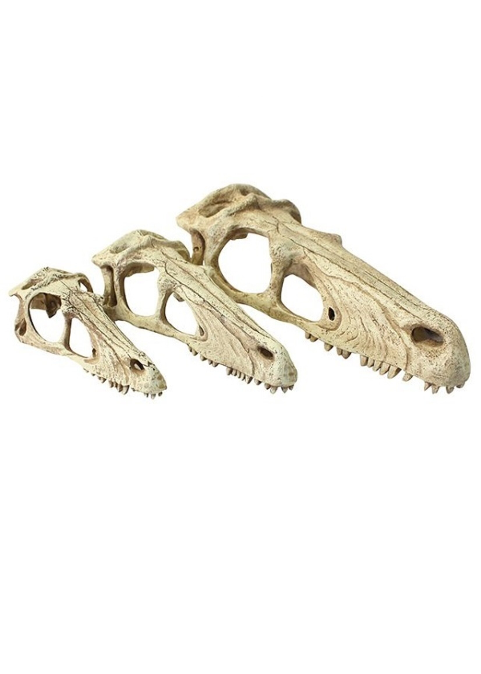 Komodo Komodo Raptor Skull