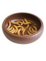 Komodo Komodo Mealworm Dish 8 x 8 x 2cm