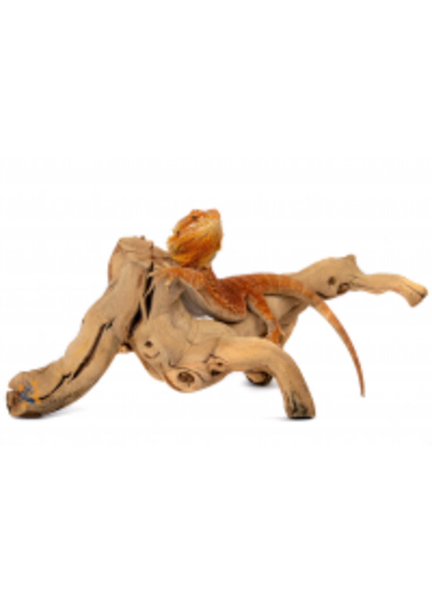 Galapagos Galapagos Grapevine Branch 19-24"