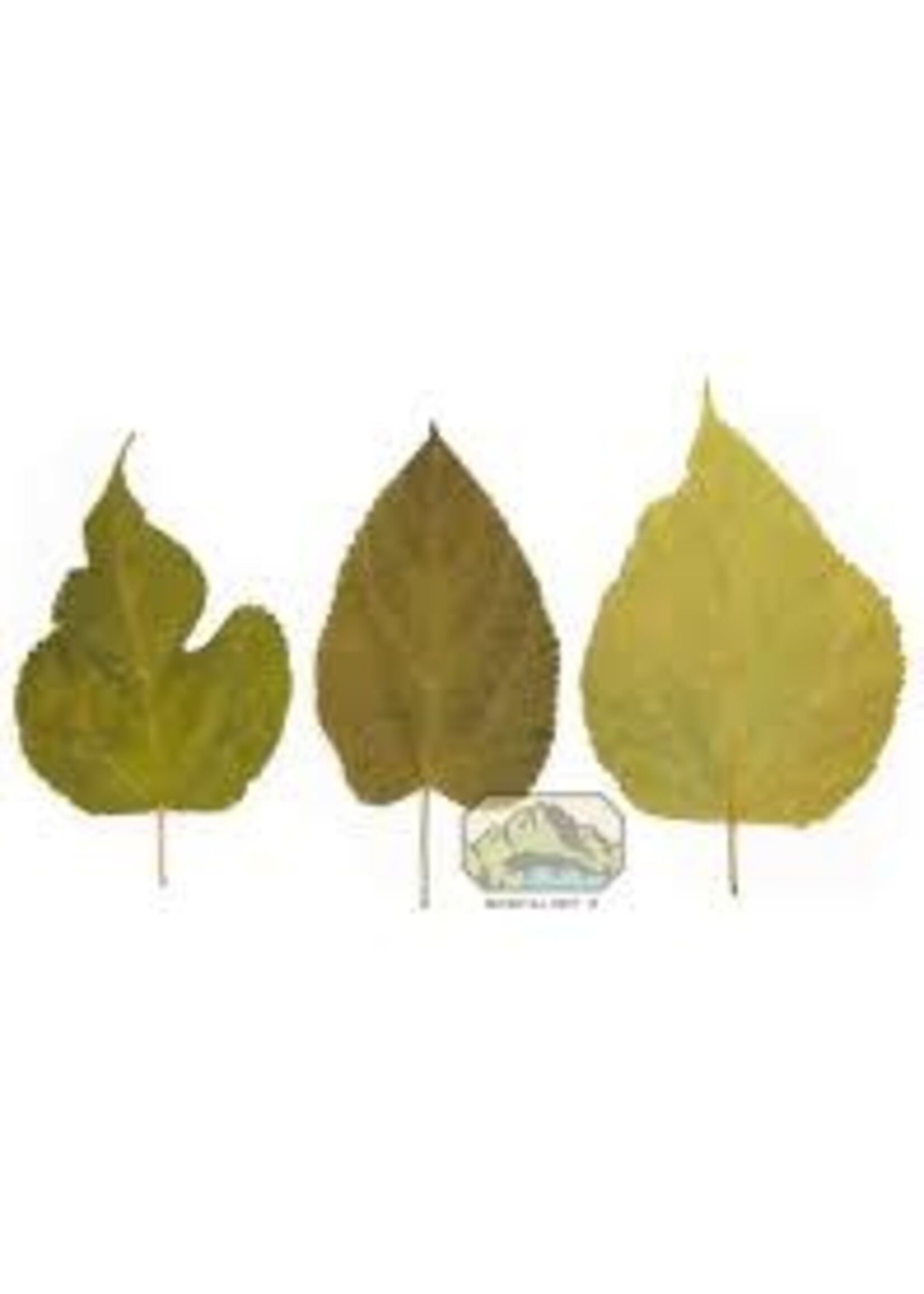 NewCal NewCal Mulberry Leaves 5-8" 10pack