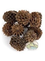 NewCal NewCal Casuarina Cones 1oz approx. 40cones