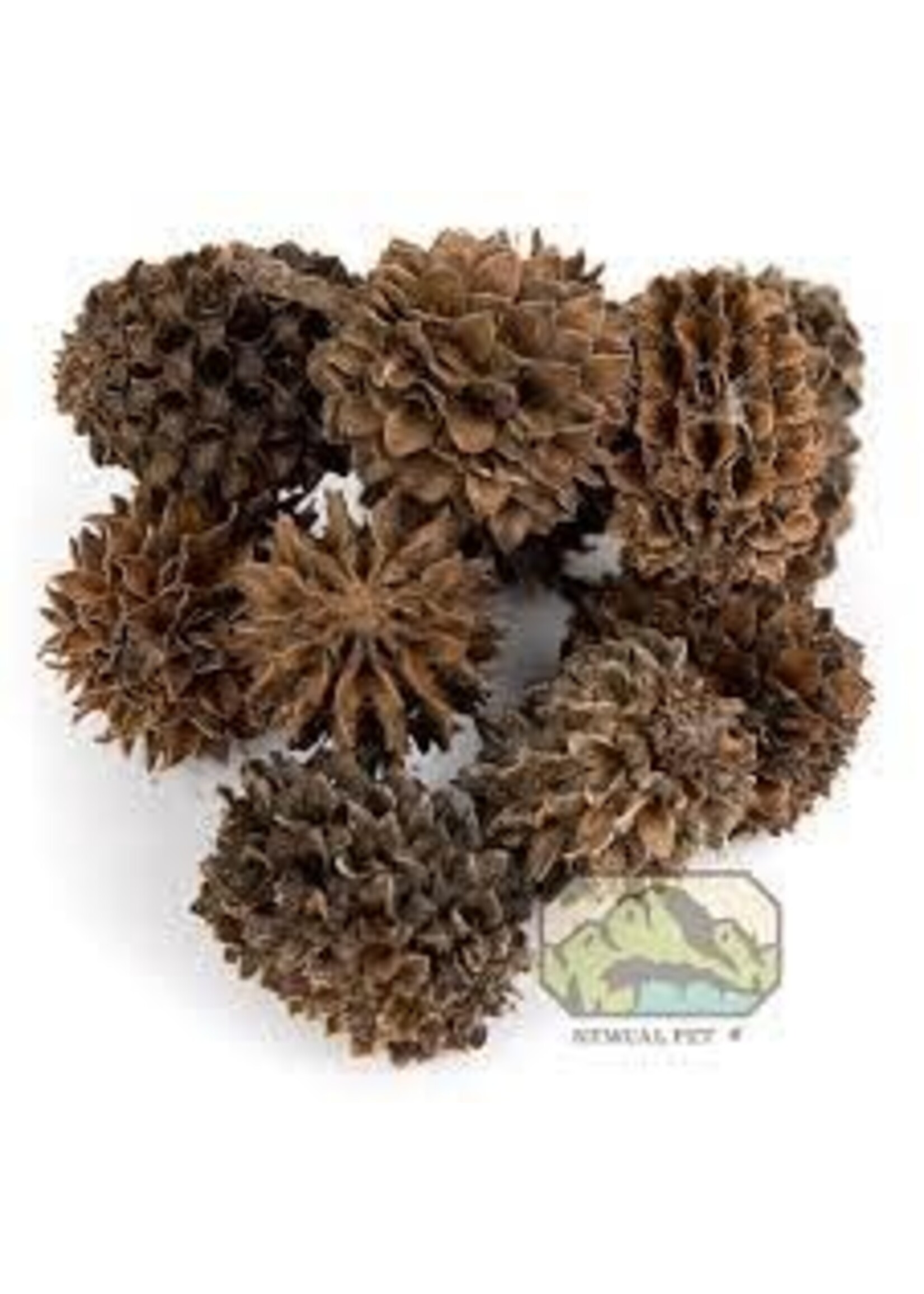 NewCal NewCal Casuarina Cones 1oz approx. 40cones
