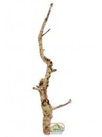 NewCal NewCal Cork Branch Thin