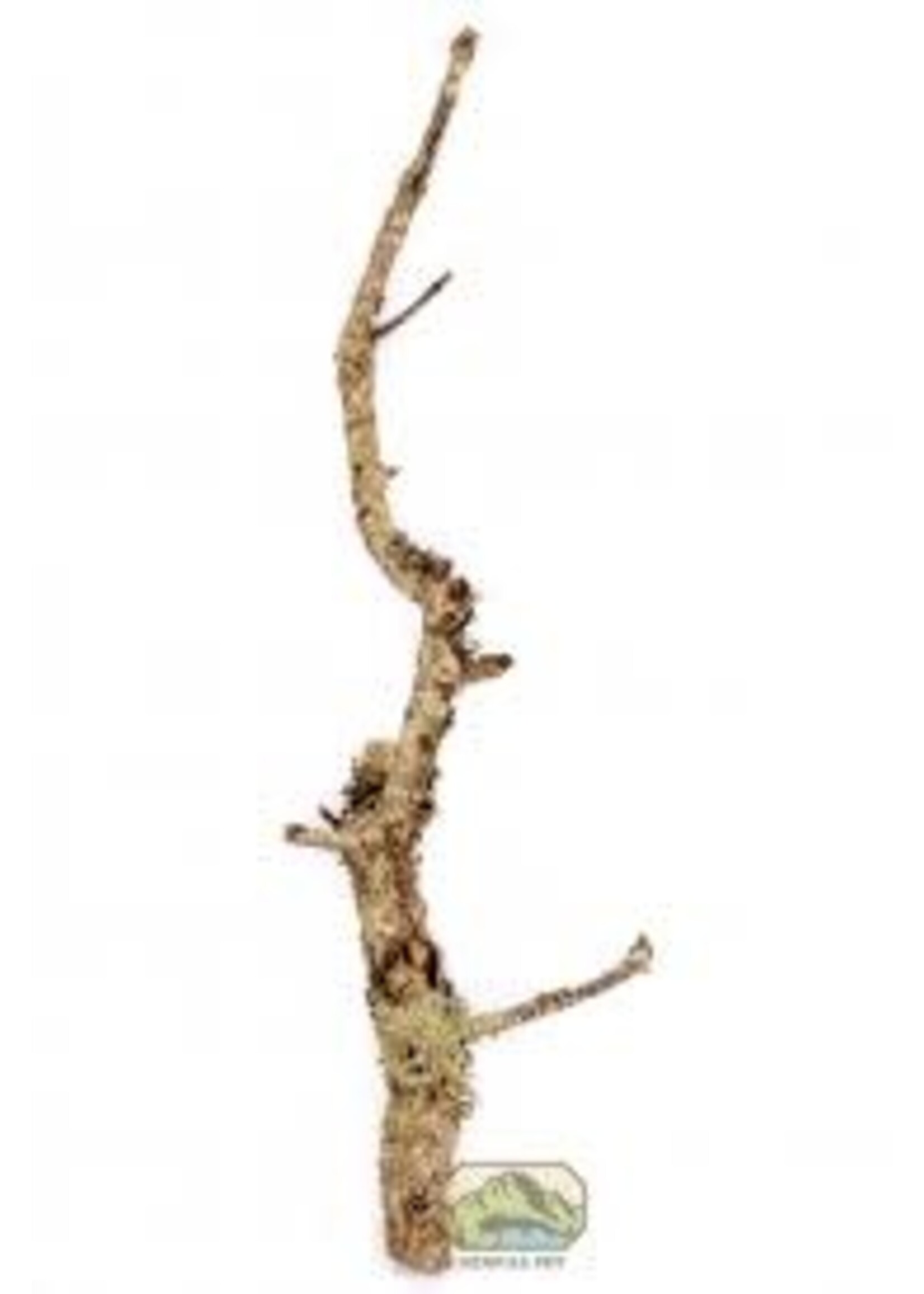 NewCal NewCal Cork Branch Thin
