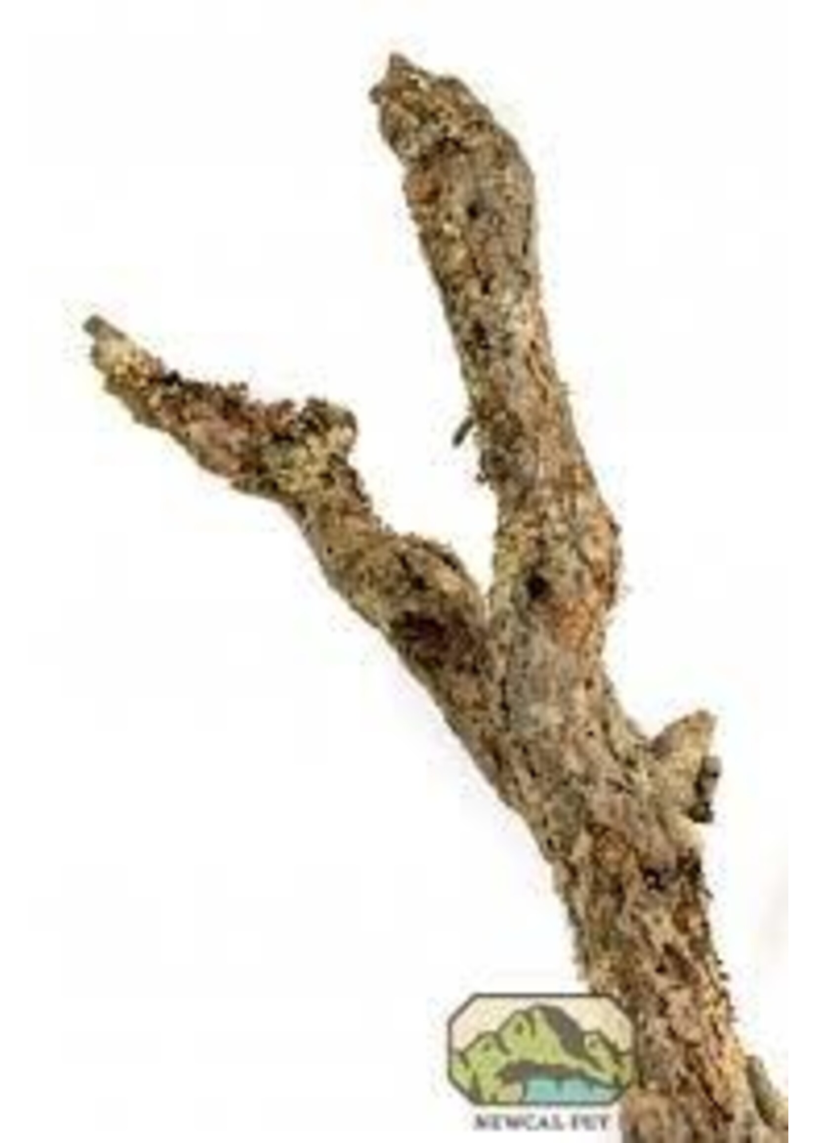 NewCal NewCal Cork Branch Thin