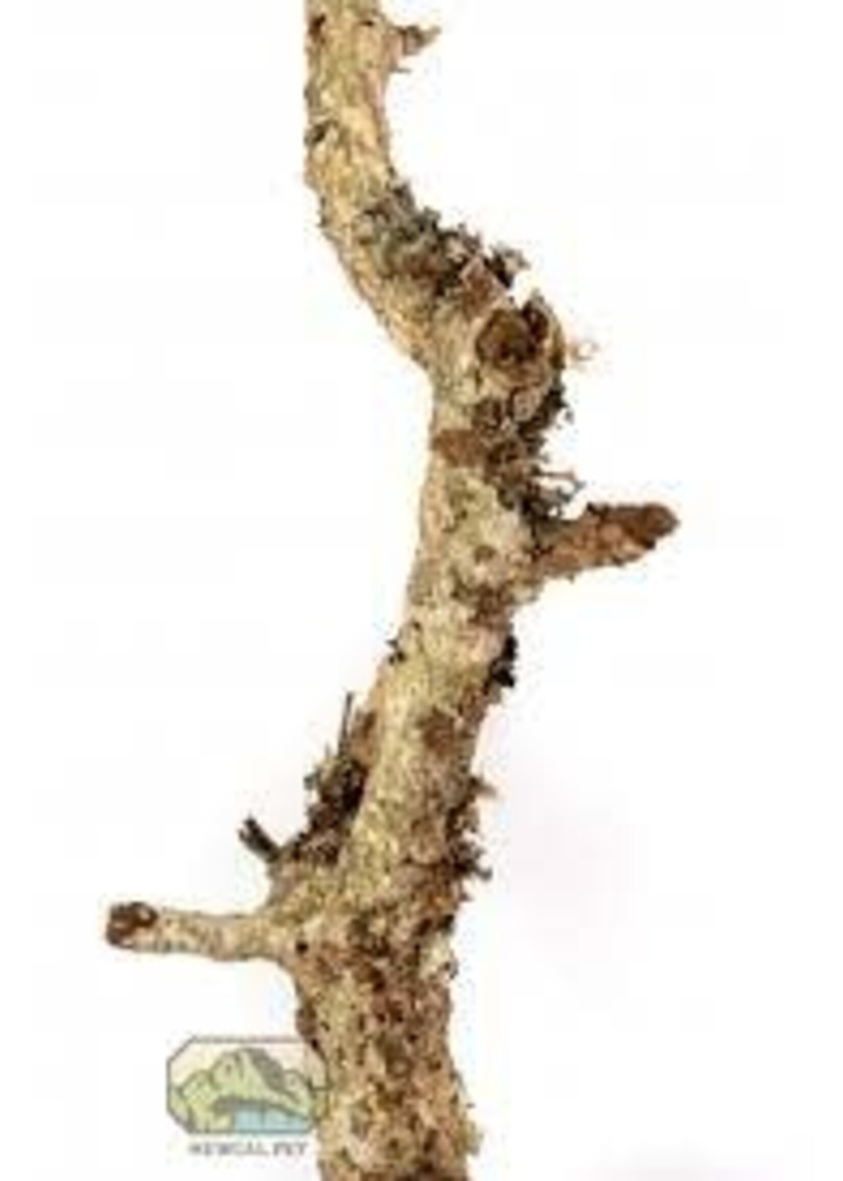 NewCal NewCal Cork Branch Thin