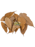 NewCal NewCal Live Oak Leaves Dried