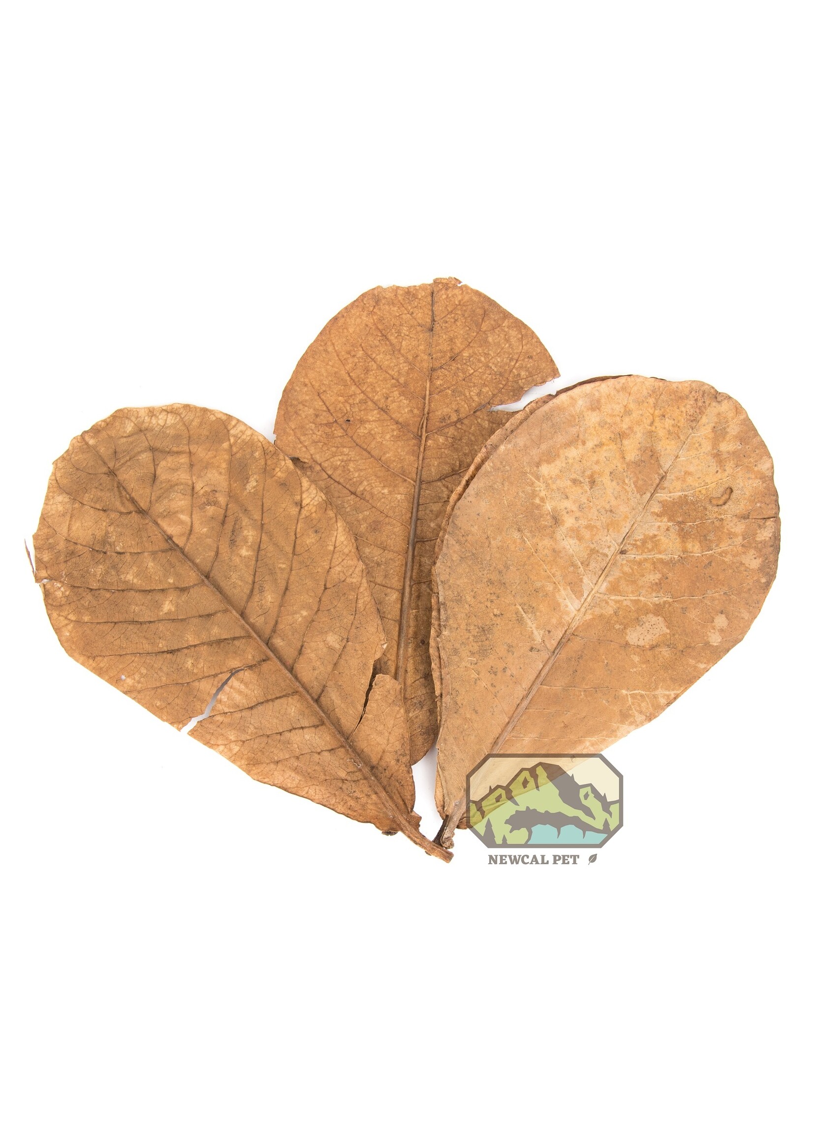 NewCal NewCal Indian Almond Grade AAA 10pack