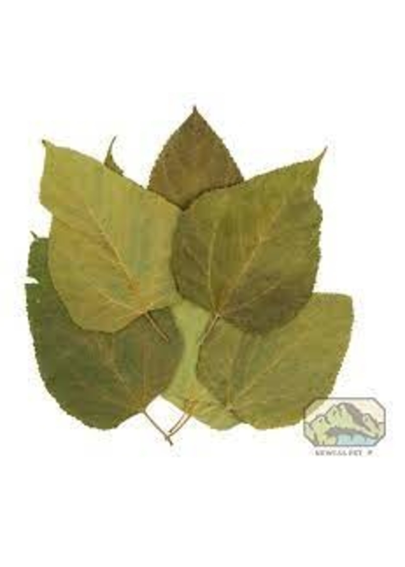NewCal NewCal Mulberry Leaves 5-8" 10pack