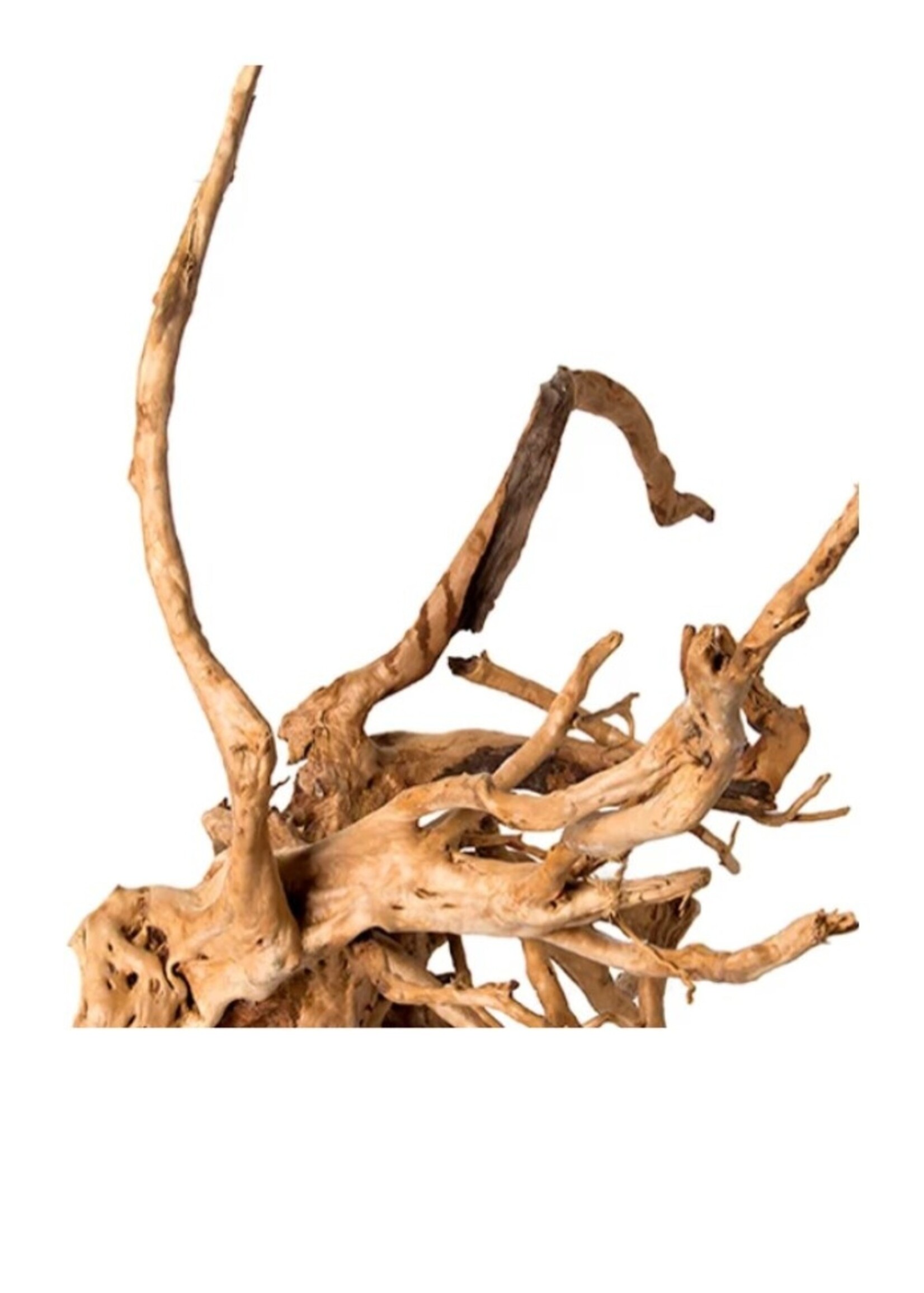 Galapagos Galapagos Spider Wood 12-24in