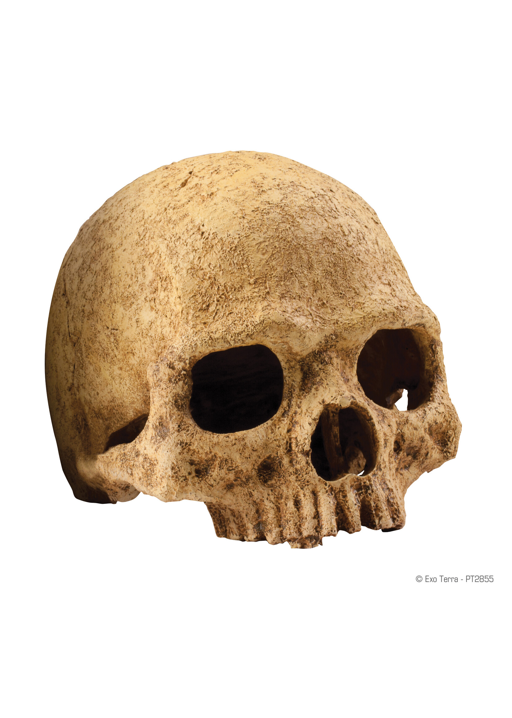 Exo Terra Exo Terra Primate Skull