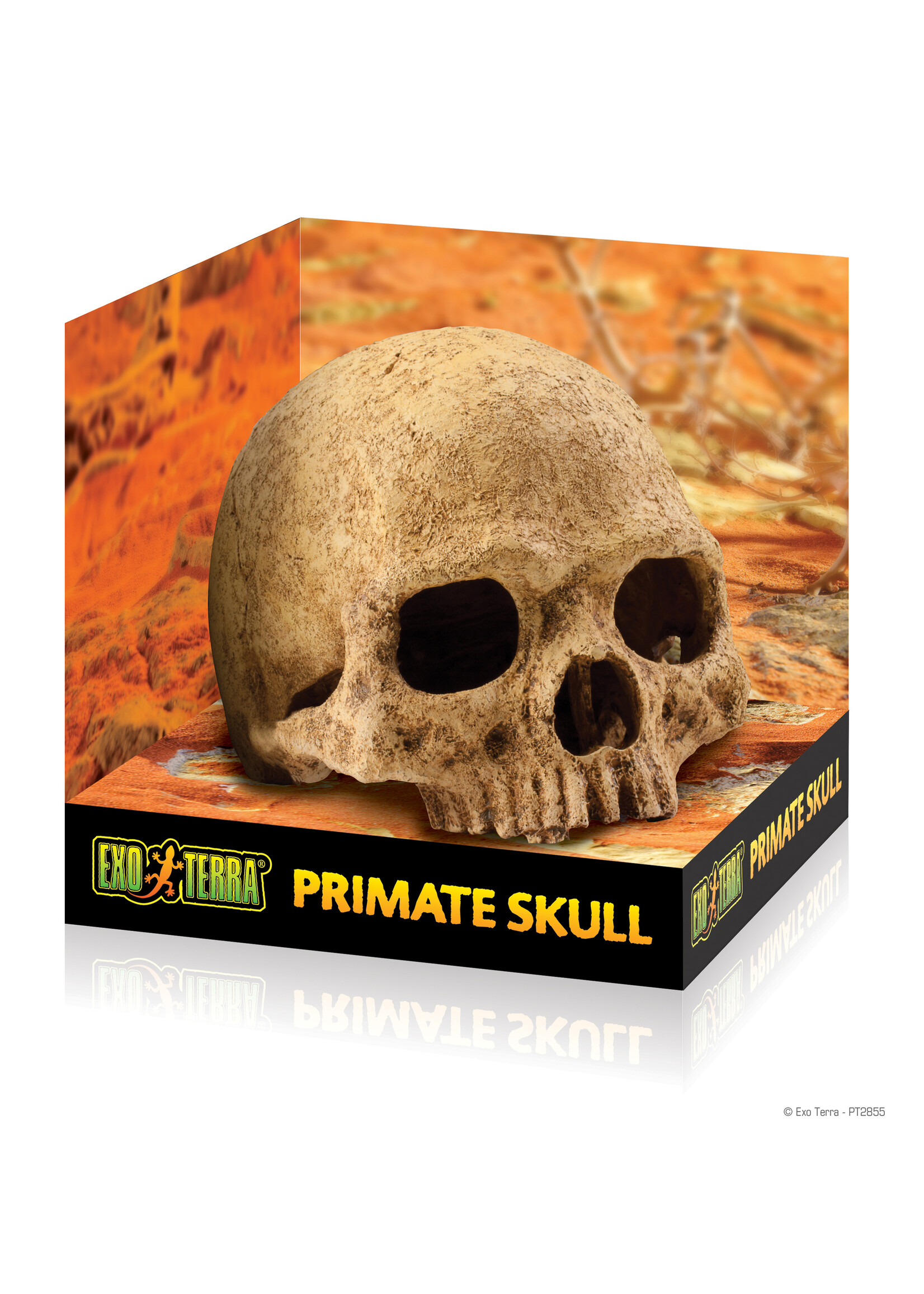 Exo Terra Exo Terra Primate Skull