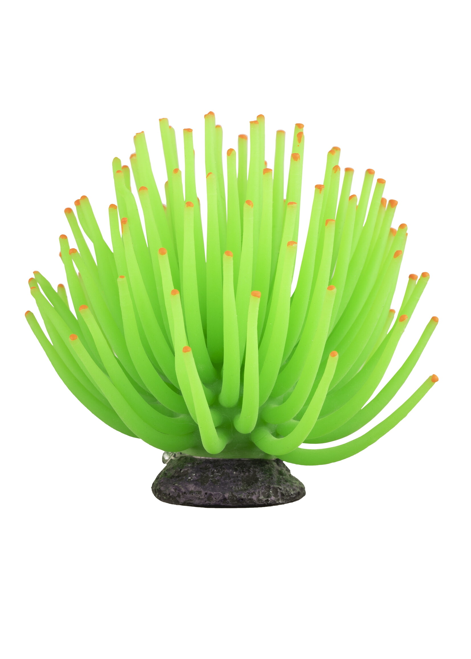 Tetra Tetra GloFish Anemone Large