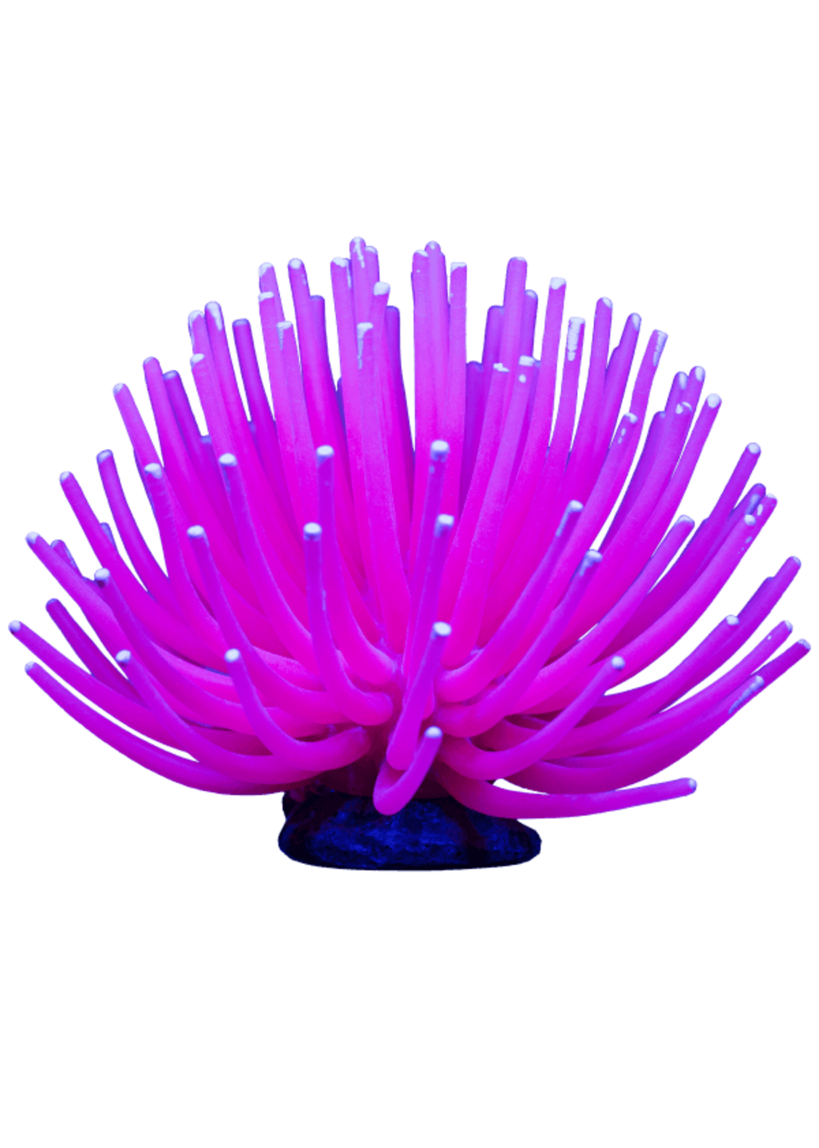Tetra Tetra GloFish Anemone Large