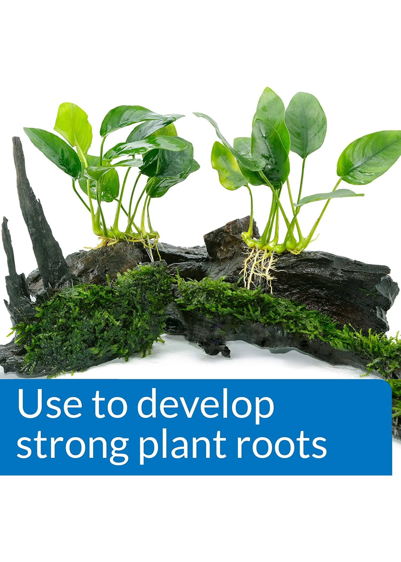 API API Root Tabs 10pack