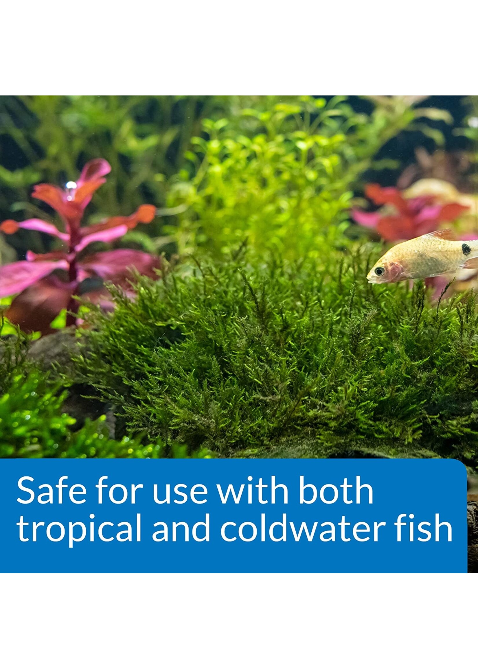 API API Root Tabs 10pack