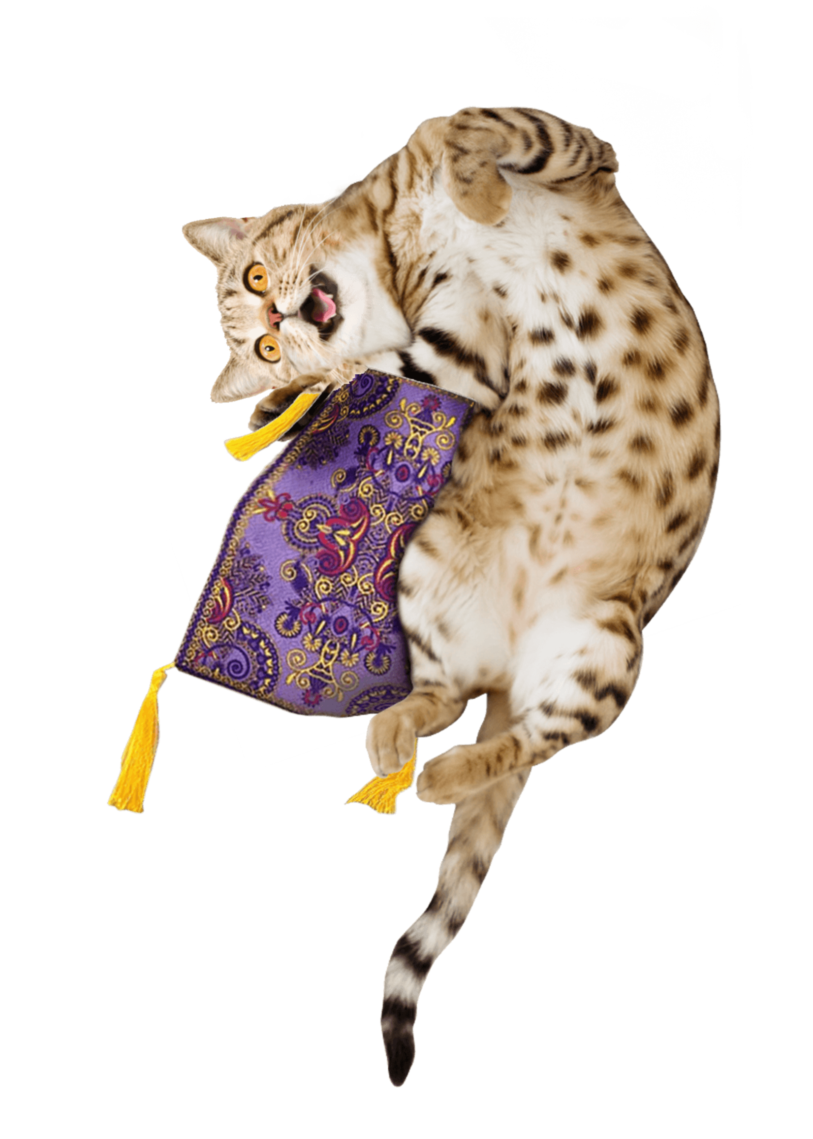 Meowijuana Meowijuana Magic Carpet Ride