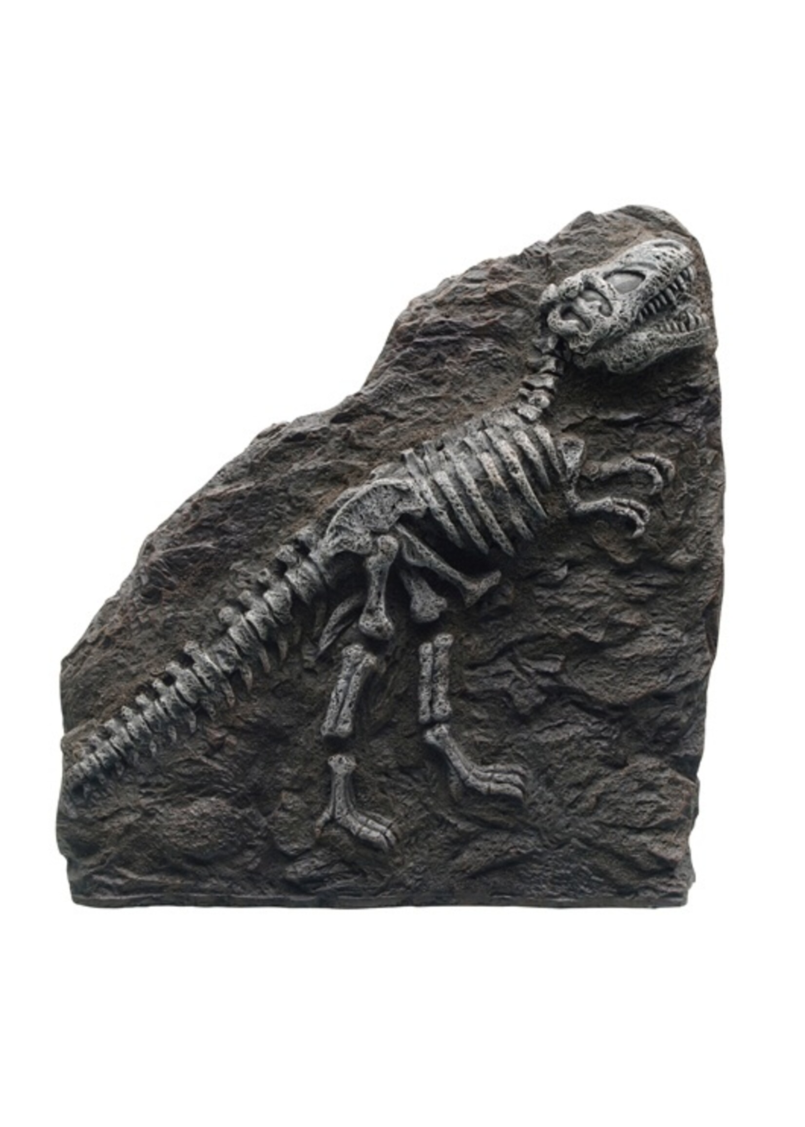 Marina Marina Fossil T-Rex 8.5 x 9 x 1.8"
