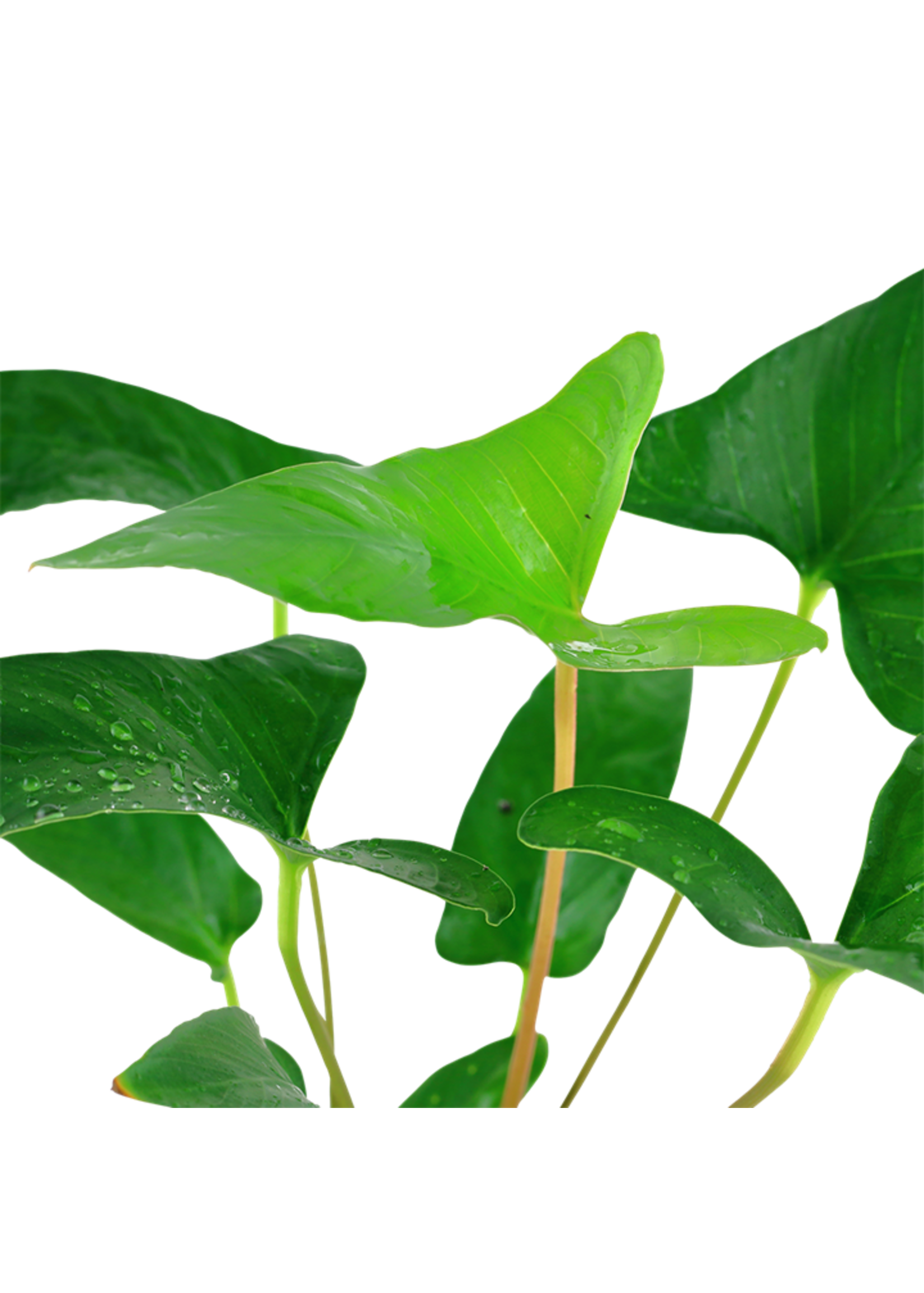 Tropica Tropica Anubias gracilis