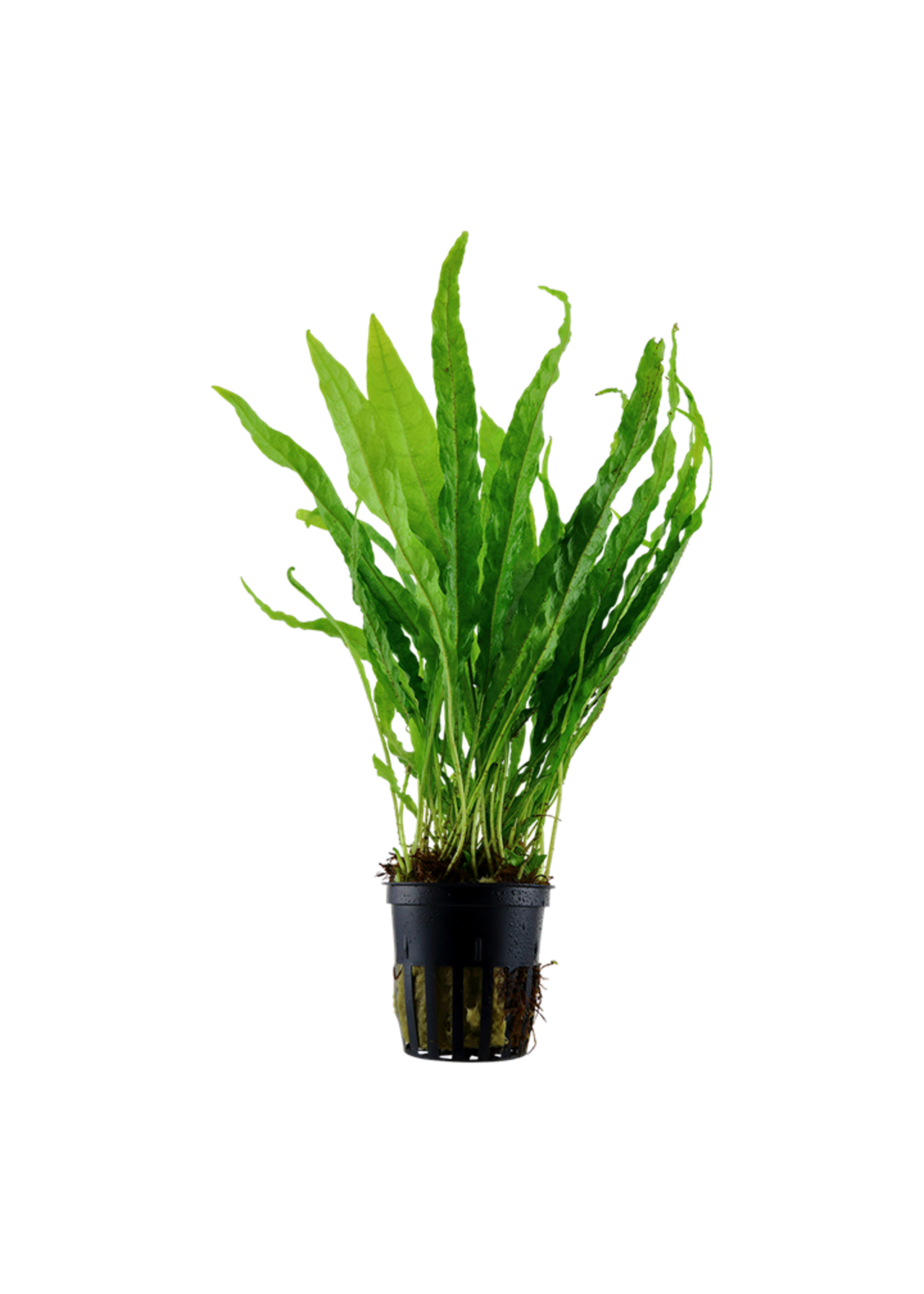 Tropica Tropica Microsorum pteropus