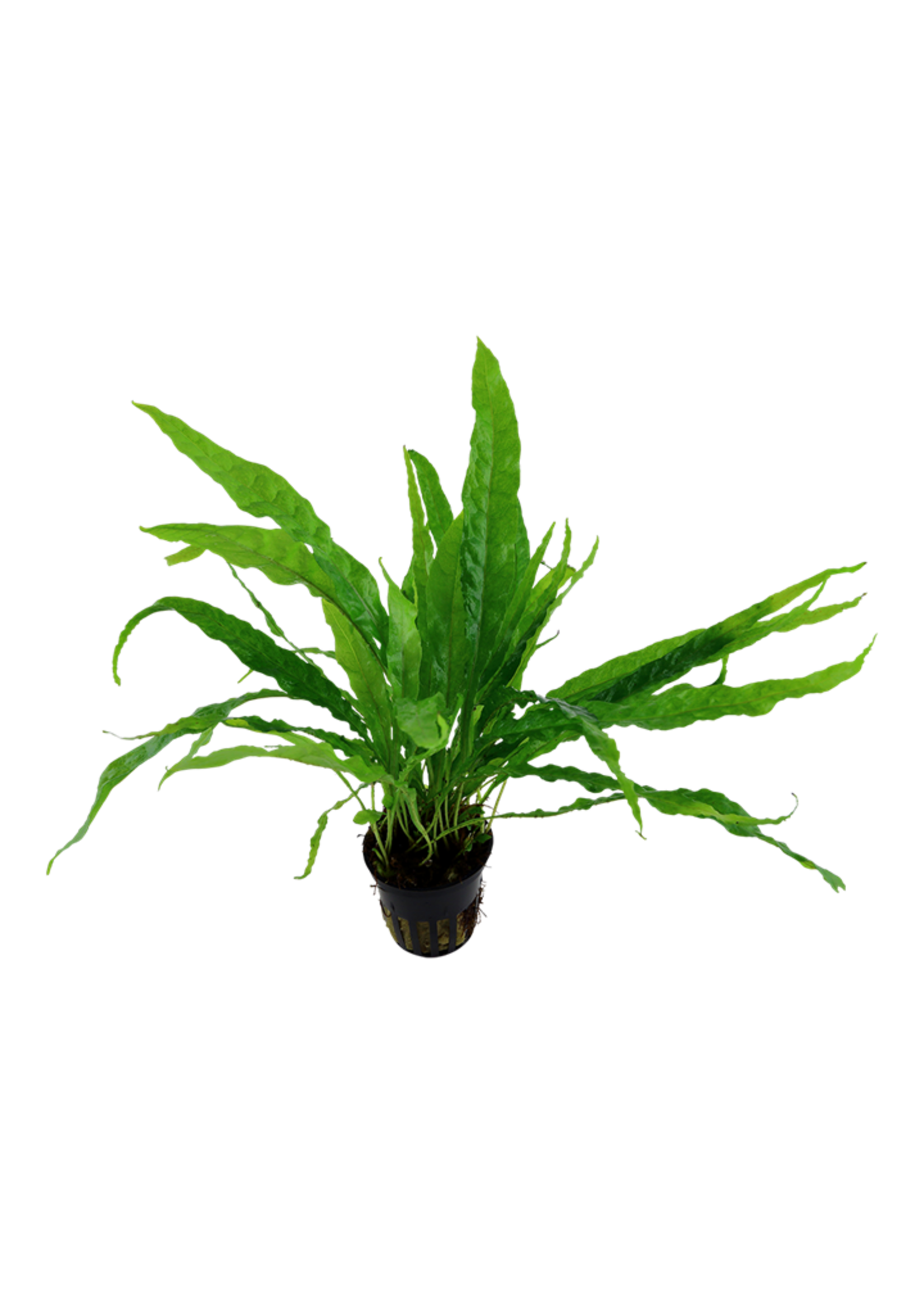 Tropica Tropica Microsorum pteropus